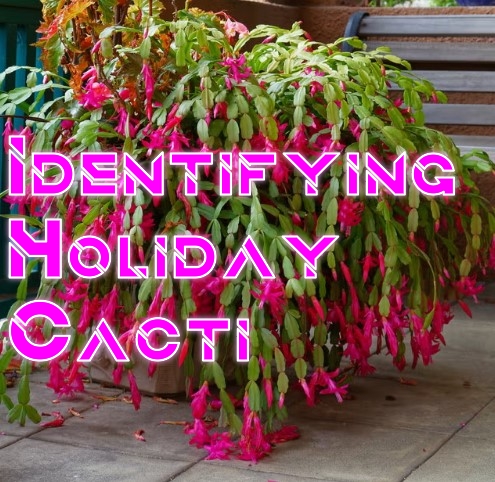 Thanksgiving Cactus, Christmas Cactus, and Easter Cactus side by side showing their unique leaves and flowers for identification."