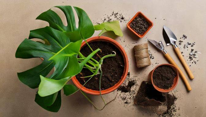 home plant life monstera plant