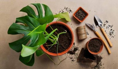 home plant life monstera plant