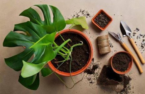 home plant life monstera plant